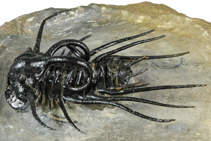 Insane Dicranurus Trilobite - Flying Preparation #362815